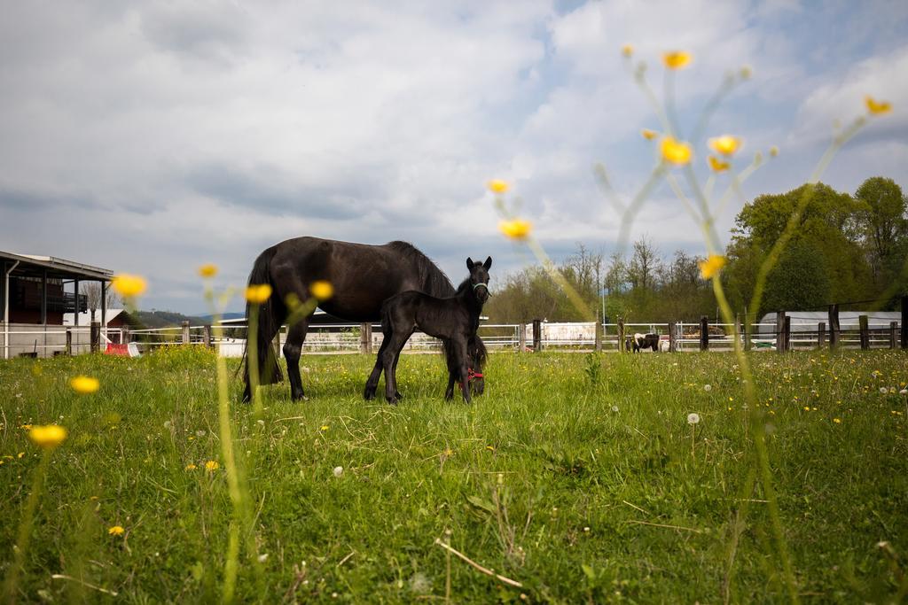 Agriturismo Jesson Rosamund Cantù Dış mekan fotoğraf